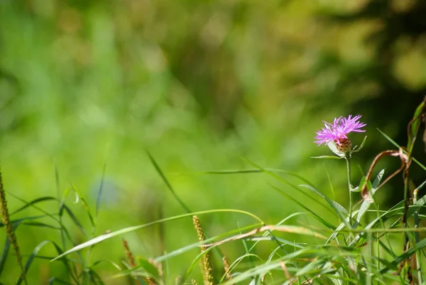 stock image Small pink flower