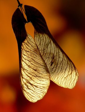 Maple seeds clipart