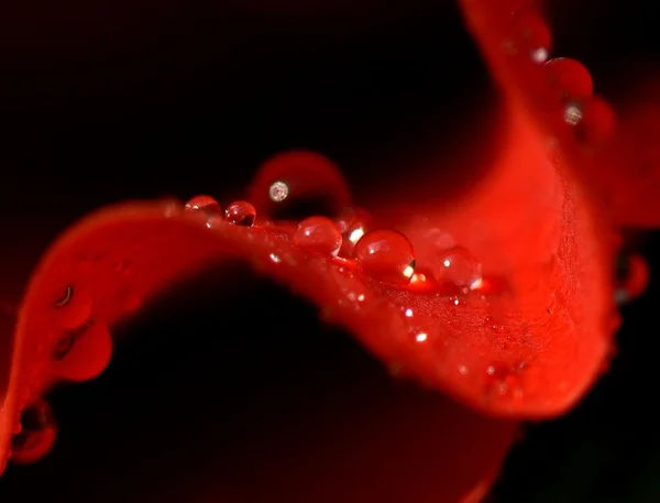 Лепесток розы — стоковое фото