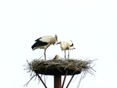 Two storks clipart