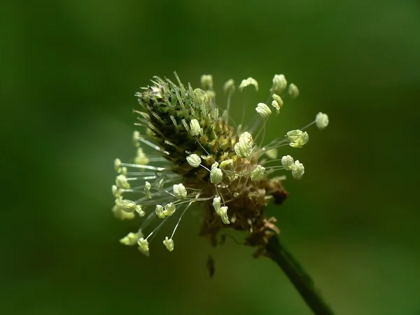 Stock image Grass flower