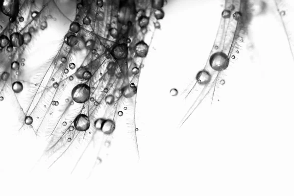Drops on feather — Stock Photo, Image