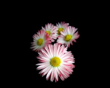 Daisys