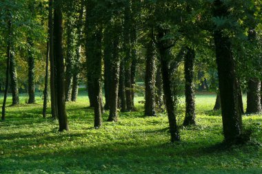 Trees in park