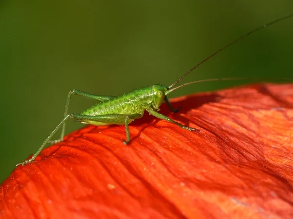 stock image Grasshopper