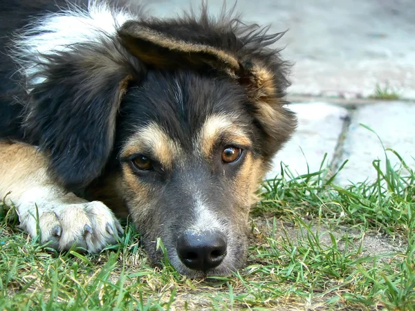 stock image Young dog