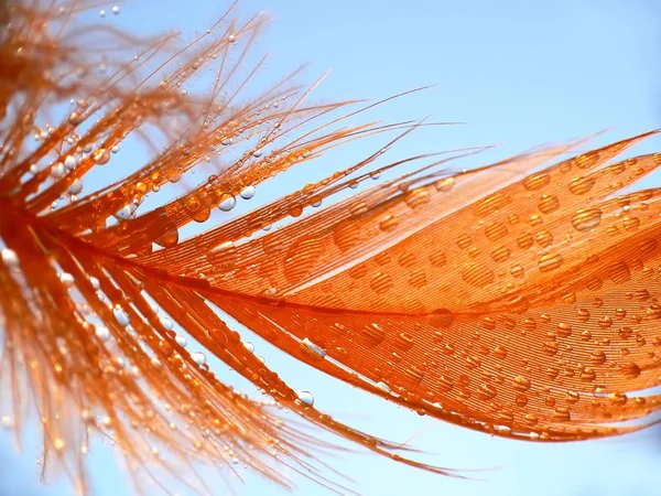 オレンジ色の羽 — ストック写真