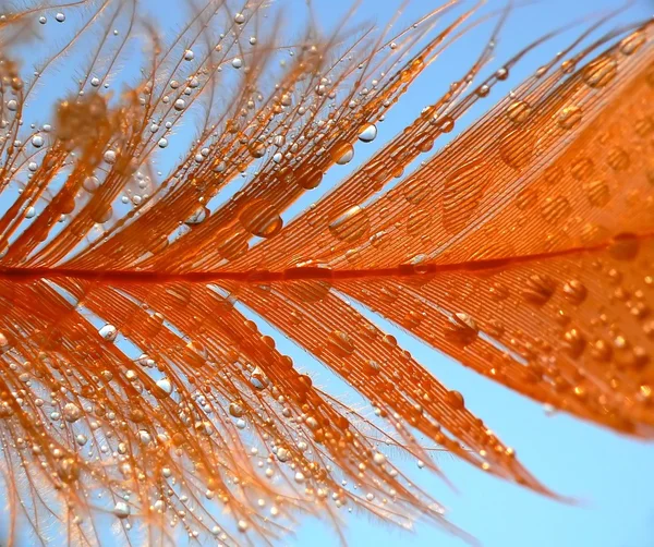 Orange feather — Stock Photo, Image
