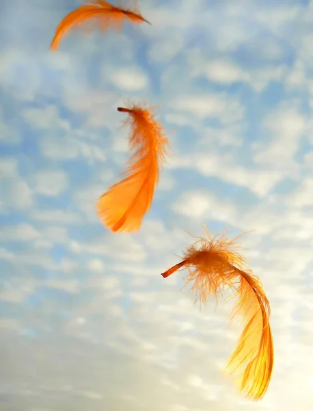 Orange feathers — Stock Photo, Image