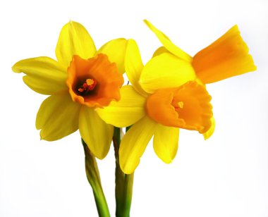 Daffodil clipart