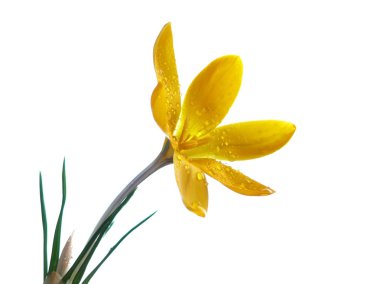 Yellow crocus clipart