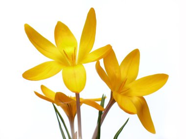 Yellow crocuses clipart