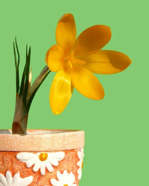 Crocus in vaso di fiori — Foto Stock