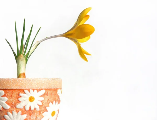 stock image Crocus in flower-pot