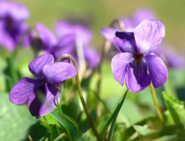 stock image Violets