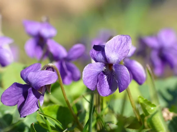 stock image Violets