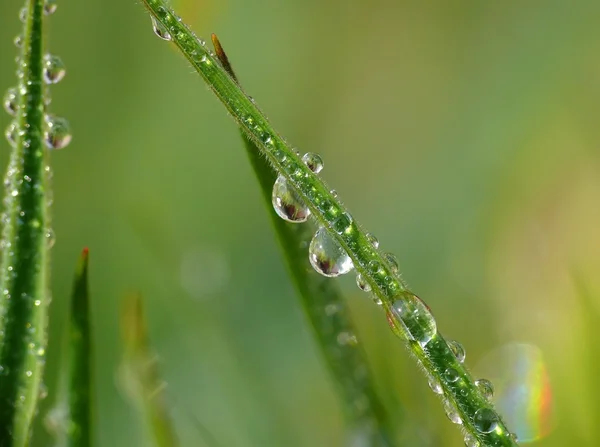Gotas de água na grama — Fotografia de Stock
