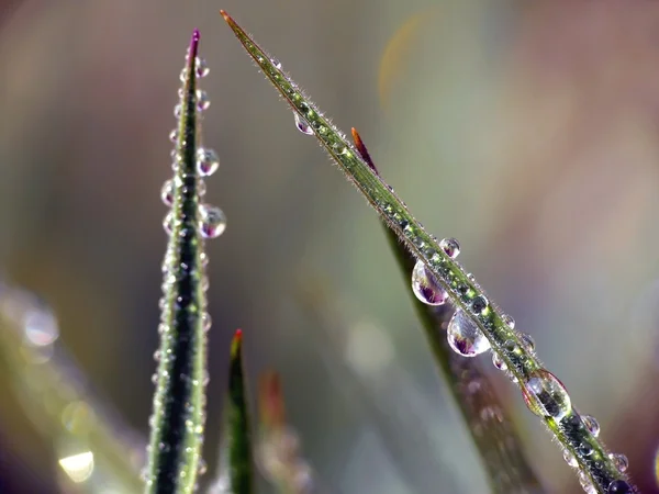 Gotas de água na grama — Fotografia de Stock