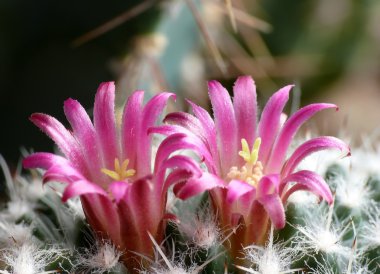 Mammilaria