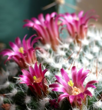 Mammilaria