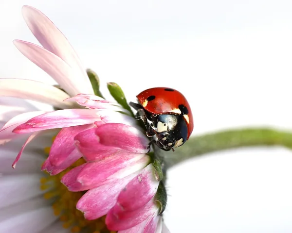 Ladybug on daisy — Stock Photo, Image