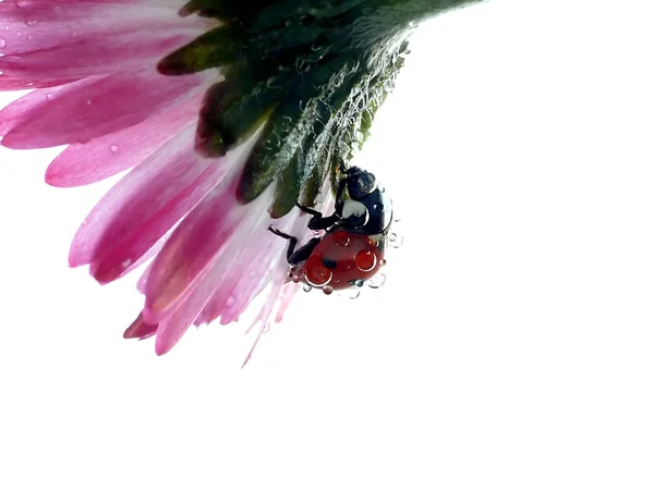 在菊花上的瓢虫 — 图库照片