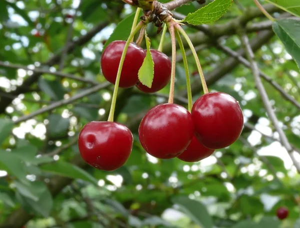 stock image Cherries on tree