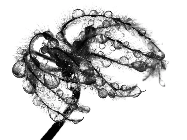 濡れた一輪の花 — ストック写真