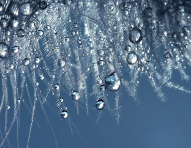 Water drops on feather clipart