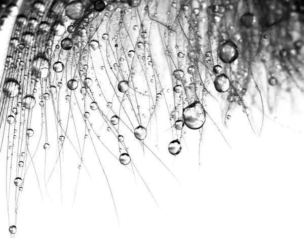 Water drops on feather — Stock Photo, Image