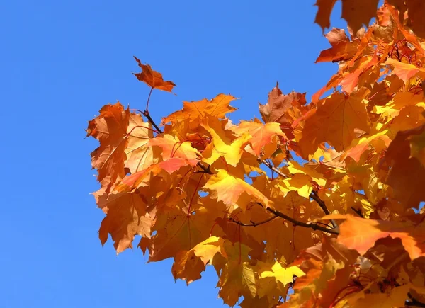 stock image Autumn leaves