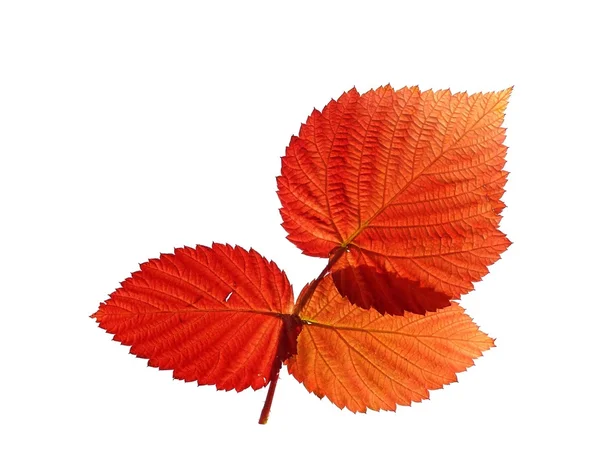 Őszi levelek Jogdíjmentes Stock Képek