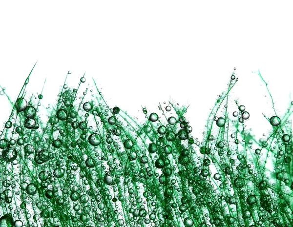 Mokre zielony pióro — Zdjęcie stockowe