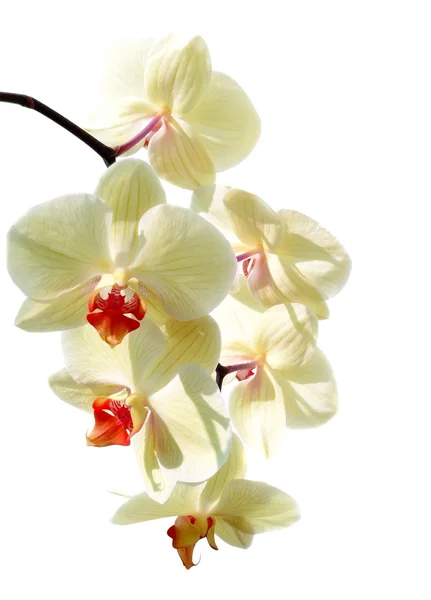 Gelbe Orchidee — Stockfoto