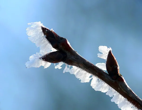 在树枝上的白霜 — 图库照片