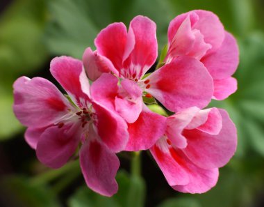 Pink geranium clipart