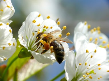 Bee in flower clipart