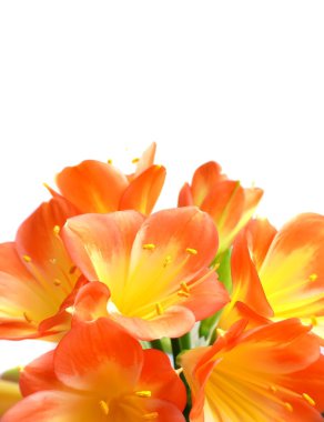 Clivia clipart