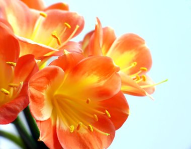 Clivia