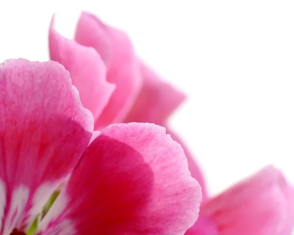Pink geranium — Stock Photo, Image