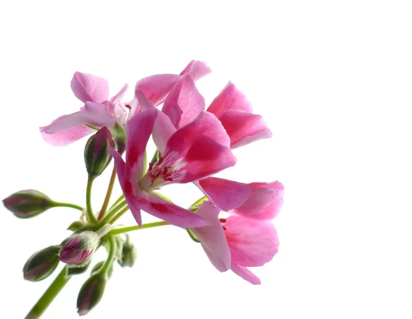 Roze geranium — Stockfoto