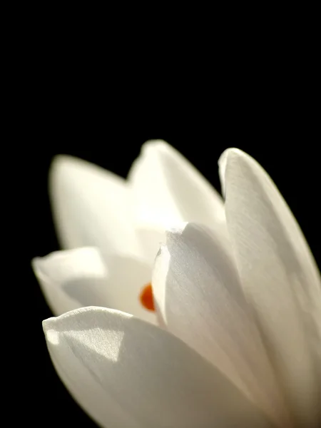 Белый крокус — стоковое фото
