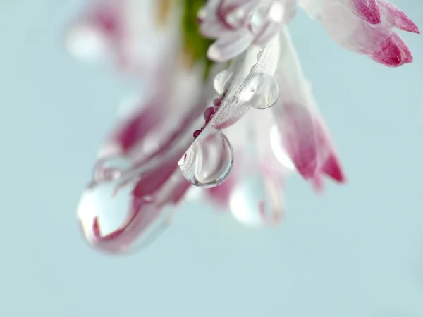Wassertropfen auf Gänseblümchenblümchen — Stockfoto