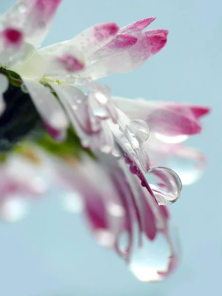 Wassertropfen auf Gänseblümchenblümchen — Stockfoto