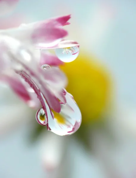 Vatten droppar på daisy blomman — Stockfoto