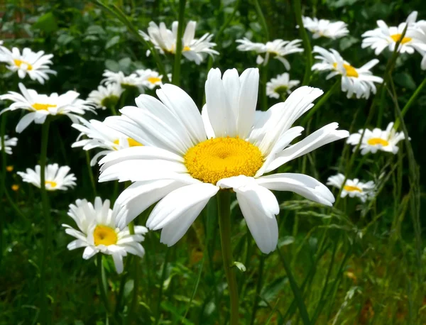 stock image Daisies