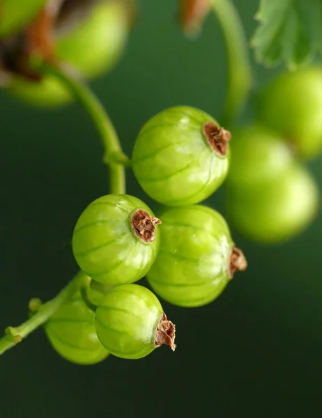 Green unripe currant — Stock Photo, Image