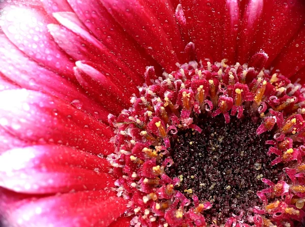 गुलाबी फूल — स्टॉक फोटो, इमेज