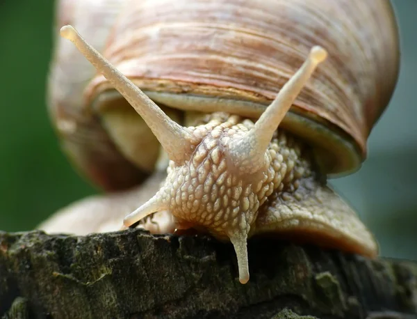 로마 달팽이 — 스톡 사진
