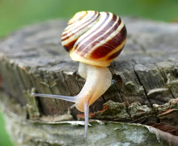 작은 달팽이 — 스톡 사진
